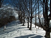 43 Viale montano di faggi